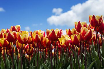 Hollands tulpenveld von Saskia Bon