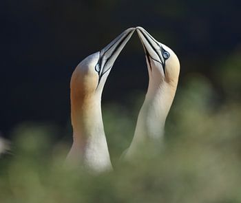 Fous de Bassan amoureux