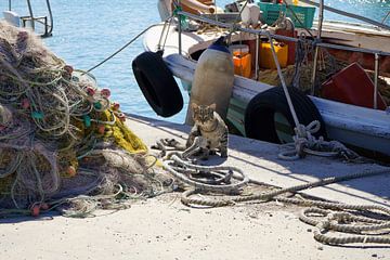 Vissersboot kat in Lefkada Griekenland van Mad Dog Fotografie
