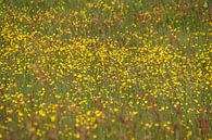 geel gekleurd veld met boterbloem met zuring van wil spijker thumbnail