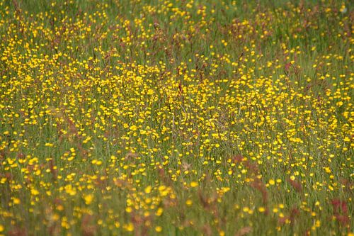 geel gekleurd veld met boterbloem met zuring