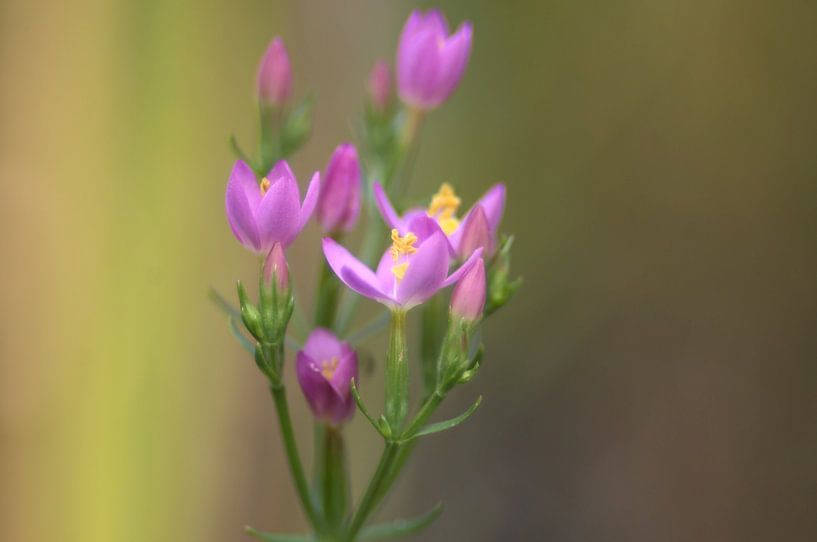 meadow flower with soft bokeh by Daniel Dorst