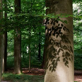 Shadows on the Tree - 2017 sur Timmy Bouwmann