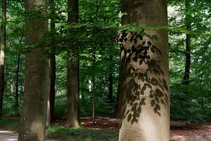 Shadows on the Tree - 2017 von Timmy Bouwmann