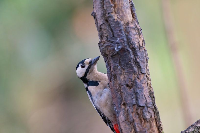 grote bonte specht  Dendrocopos major van Egon Zitter