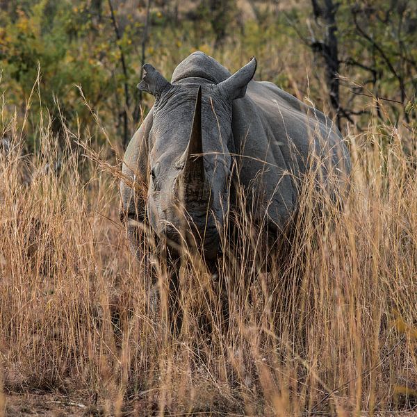 Rhino (Rhinocerotidae)  I see you! by Rob Smit