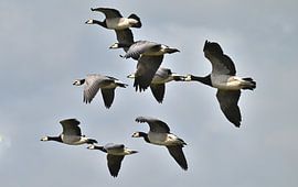 Flying geese by Petra De Jonge