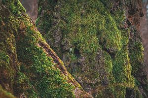 Moss on the bark of an old deciduous tree by Marcus Beckert