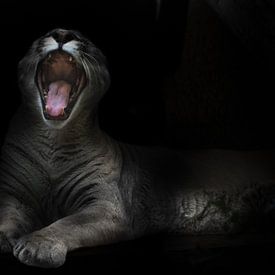 Une femelle puma vorace ouvre dans un cri une énorme gueule dentée dans l'obscurité nocturne, une gu sur Michael Semenov