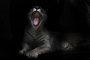 Een vraatzuchtig poemawijfje opent in een kreet een enorme, tandachtige bek in de nachtelijke duiste