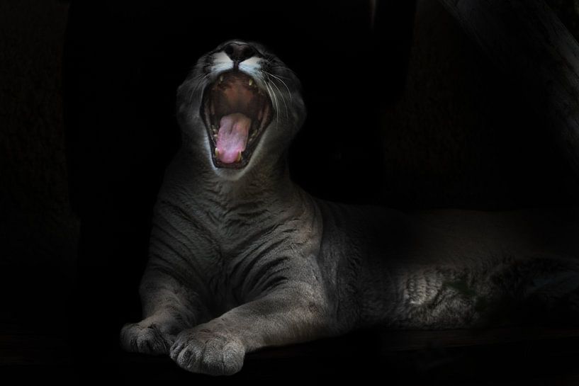 Ein gefräßiges Pumaweibchen öffnet mit einem Schrei ein riesiges, zahnbewehrtes Maul in der nächtlic von Michael Semenov