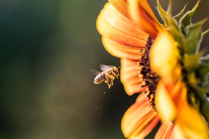 abeille en approche par Capacidad Fotografie