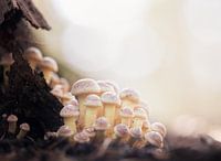 Friendly pastel mushrooms