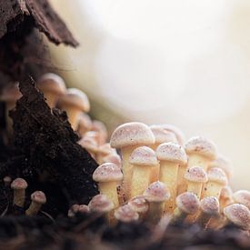 Vriendelijke pastel paddestoelen van Tom Mourik