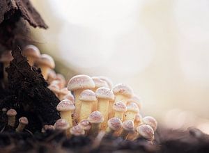 Vriendelijke pastel paddestoelen