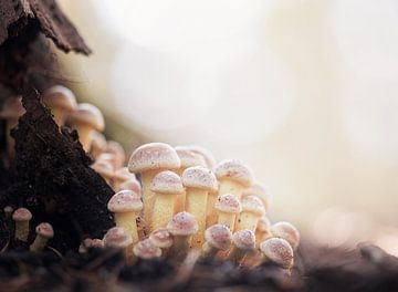 Freundliche pastellfarbene Pilze von Tom Mourik