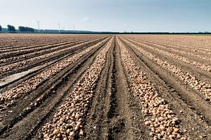 Een uien veld in Zeeland. von Rijk van de Kaa