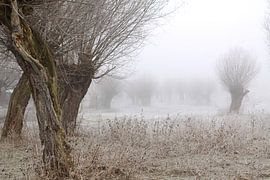 des saules têtards dans le gel et le brouillard