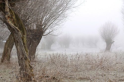 pollarded willows in frost and fog