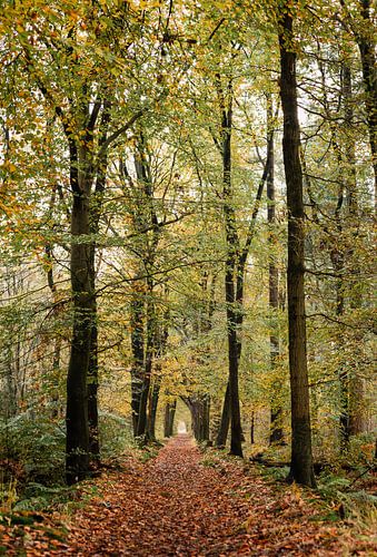 Herfst in een Nederlands loofbos