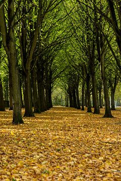 Herfst landschap van Menno Schaefer