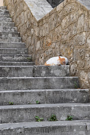 Katze in Kotor von Erik Buitenhuis