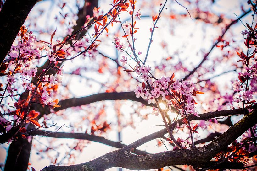 roze bloesem tegen blauwe lucht achtergrond by Margriet Hulsker