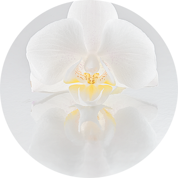 Witte orchidee met spiegeling (achtergrond in grijstinten) van Marjolijn van den Berg