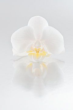 Witte orchidee met spiegeling (achtergrond in grijstinten) van Marjolijn van den Berg