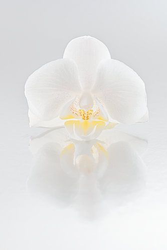 Witte orchidee met spiegeling (achtergrond in grijstinten)
