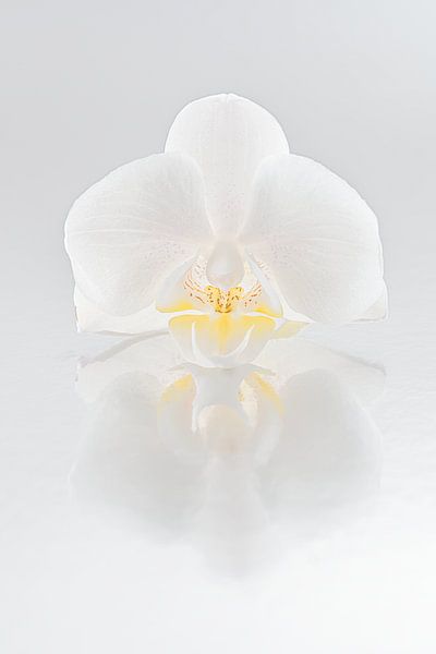 Orchidée blanche avec reflet (fond en nuances de gris) par Marjolijn van den Berg