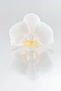 Orchidée blanche avec reflet (fond en nuances de gris) par Marjolijn van den Berg Aperçu