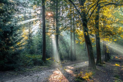 Zonneharken breken door het herfstbladeren dak in het bos