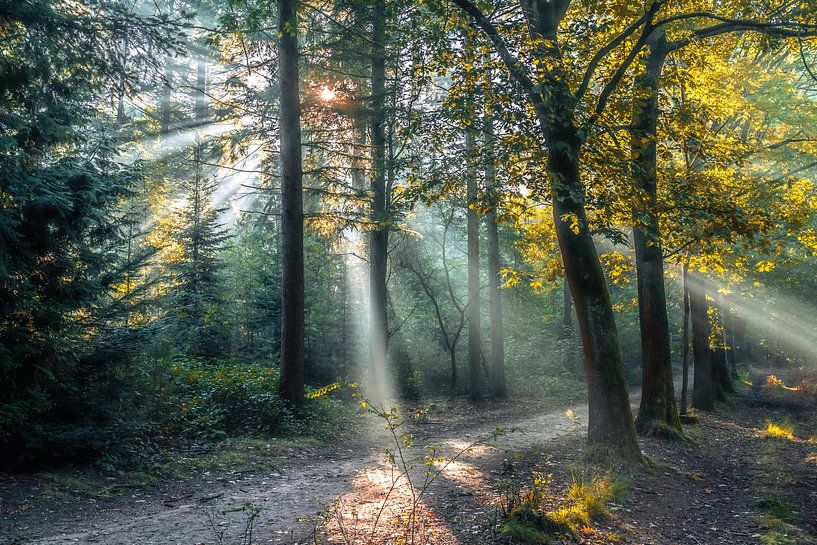 Solar rakes break through the autumn foliage roof in the forest by Ted Boots