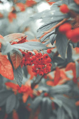 Baies de Noël dans les tons rouge et gris sur Denise Tiggelman