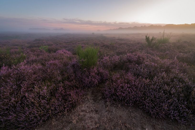 Heather Pano Zuiderheide Laren NH by Jolanda Aalbers