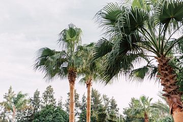 The palm trees | South Africa Travel Photography by Yaira Bernabela