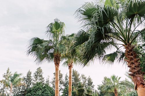 The palm trees | South Africa Travel Photography