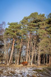 Schotse hooglander in de sneeuw van Lydia