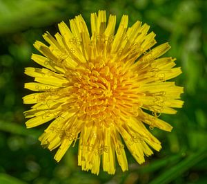 Fresh Young Dandelion Flower
