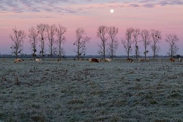 Grazing Moon, Francois Roughol by 1x