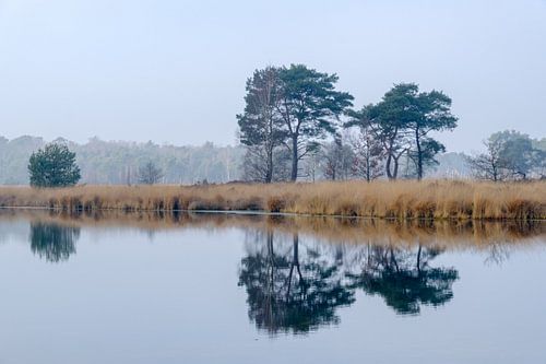 Kalmthoutse Heide (Putse Nut)
