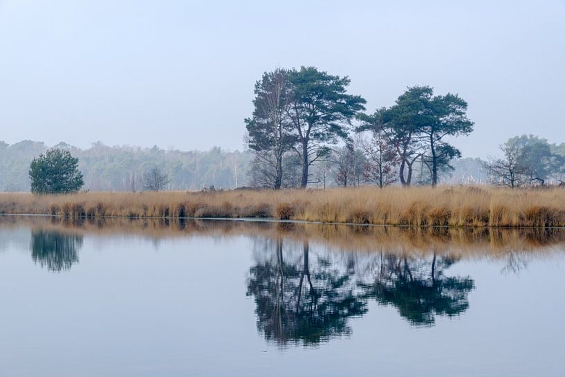 Kalmthoutse Heide (Putse Nut) by Bruno Hermans