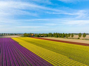 Tulpen in Gelb und Violett auf landwirtschaftlichen Feldern im Frühling