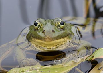 Groene kikker van Arnold Loorbach Photography