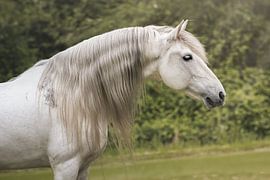 Spanischer Hengst mit langer Mähne von Laura Dijkslag