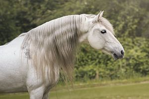Spaanse hengst met lange manen