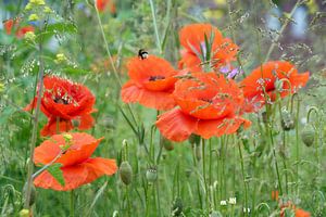 Coquelicots avec bourdon