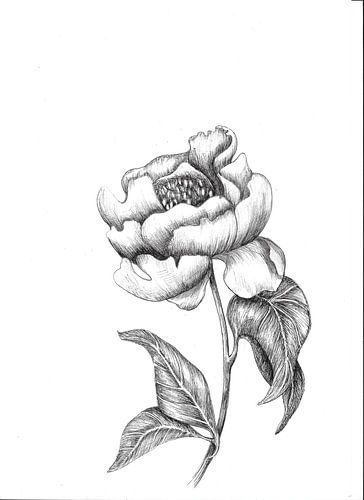 pivoine sur Blad&Beeld