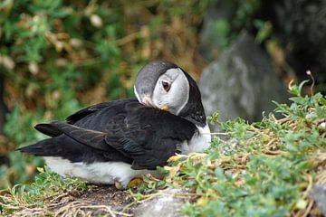 Papegaaiduikers op het eiland Skellig Michael in Ierland